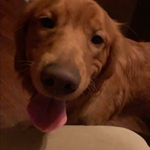 Meet your Posher, Bella